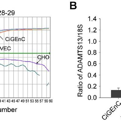 ADAMTS13 mRNA expression in cultured endothelial cells. ADAMTS13 gene ...