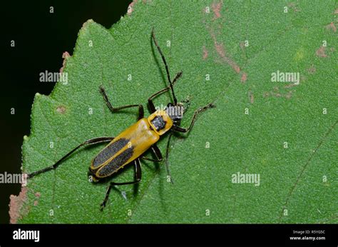 Goldenrod Soldier Beetle, Chauliognathus pensylvanicus Stock Photo - Alamy