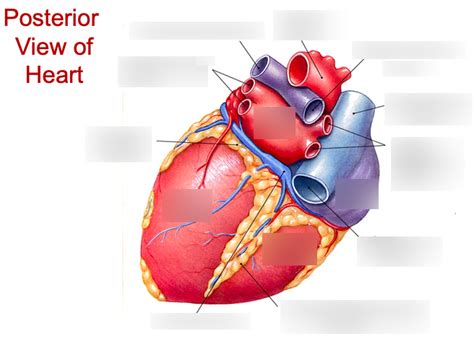 Posterior View Of The Heart Diagram Quizlet