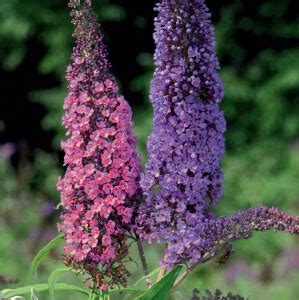 Butterfly Bush Seeds - Butterfly Bush Seeds for sale online - Butterfly Bush Seeds Ireland