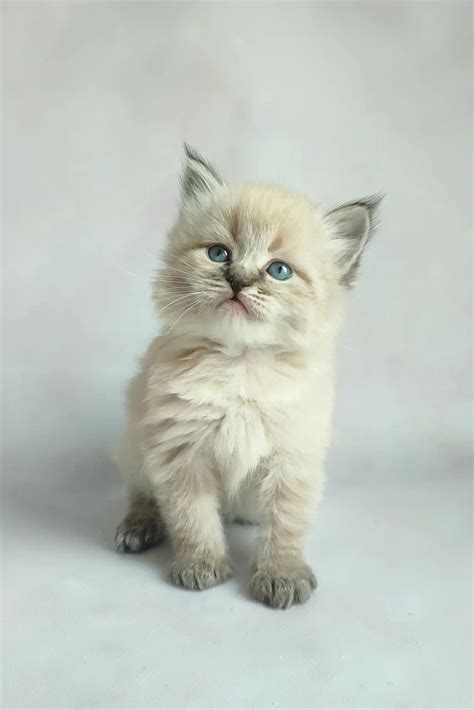 Vincent the Lovable Cream Siberian Kitten