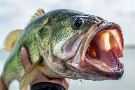 Largemouth Bass Guide: Habitat, Diet, Life Cycle - FishOnTips