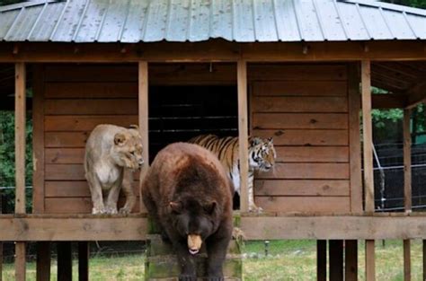 Unzertrennliches Trio Löwe Tiger und Bär lebten 15 Jahre lang