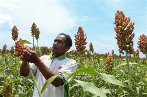 Pemprov Jateng Beri Bantuan 500 Kg Benih Sorgum Optimalkan Pertanian Di