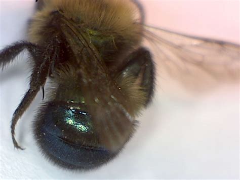 Burrowing bees, genus Andrena - Foothill Sierra Pest Control