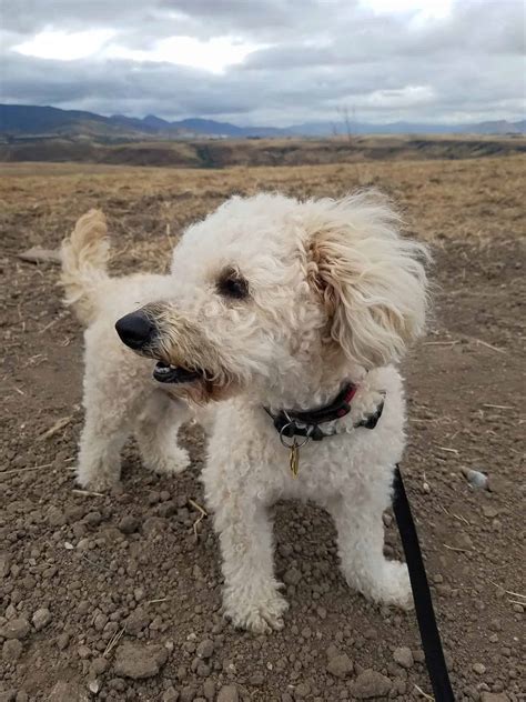 Maltipoo Size Full Grown How Big Do Maltipoos Get Toy And Mini