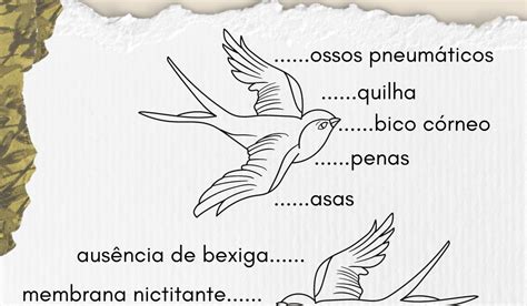 Cite Algumas Adaptações Das Aves Que Possibilitam O Voo - Principais adaptações das aves ao voo | Bio Nota 10