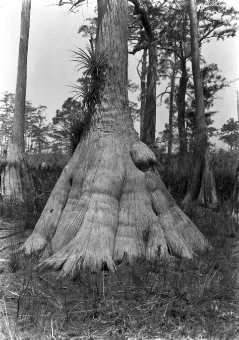 florida memory buttressed trunk  bald cypress