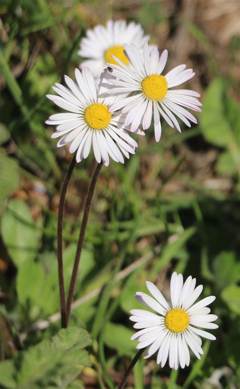 Bellis sylvestris. | Flora, Compositae