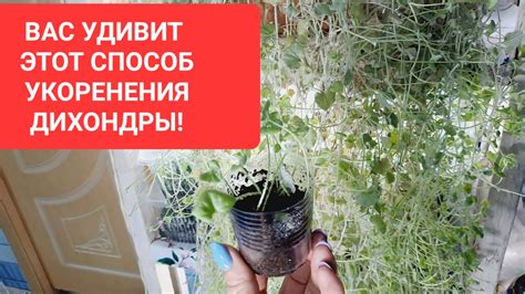 ВАС УДИВИТ ЭТОТ СПОСОБ УКОРЕНЕНИЯ ДИХОНДРЫ СЕРЕБРИСТОЙ. - YouTube