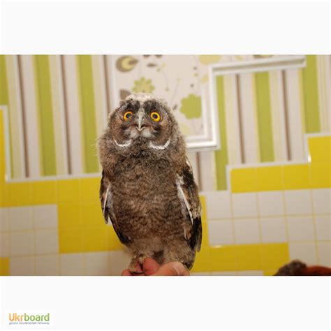 Продам/купить сова ушастая умное и очаровательное создание, Киев ...