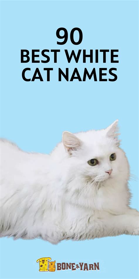 White Cat Names Names For The Rarest Feline Color