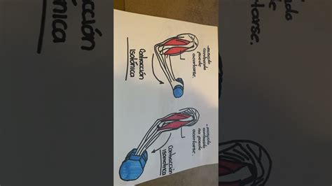 Contracción Isotonica E Isometrica Youtube