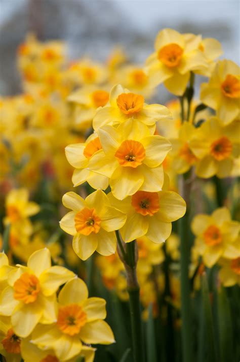 Van bourgondien jonquil quail fragarent daffodil bulbs 25 pack – Artofit