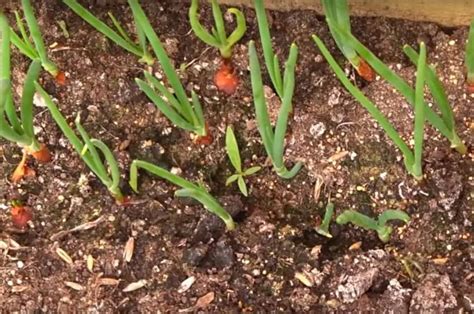 Секреты опытного садовода: правильный срок высадки лука подскажет ...