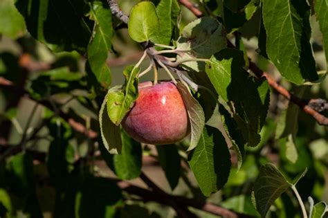 Single Red Apple Growing On Tree In Orchard Classroom Clip Art