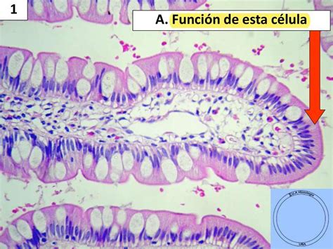 Láminas de histología Dani Mirohr uDocz