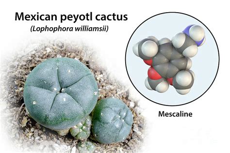 Mescaline Molecule And Peyote Cactus Photograph By Kateryna Konscience Photo Library Pixels