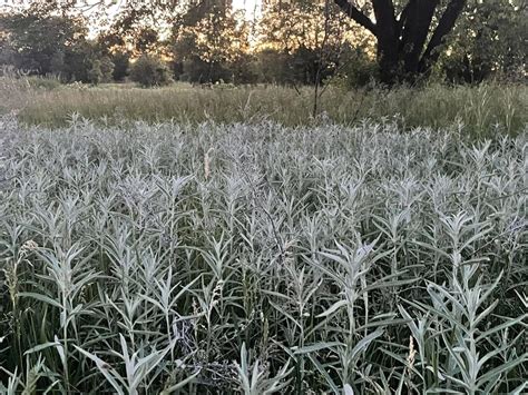 Prairie Sage Artemisia Ludoviciana Native White Sagebrush Live Potted