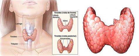 Para Que Serve A Tireoide