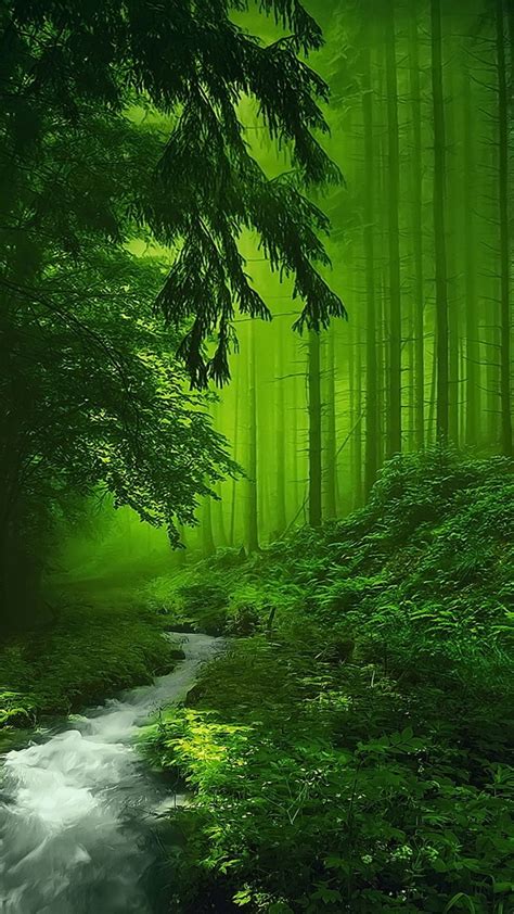 Mystical Forest Wallpaper (66+ images) 