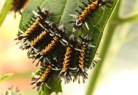 Milkweed Tussock Moth Travels With Birds