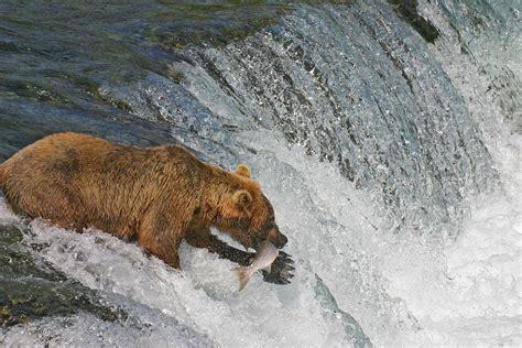 Snagging Salmon Photograph by Ed Stokes