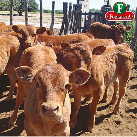 Todo En Alimento Para Becerros Y Terneros En Crecimiento