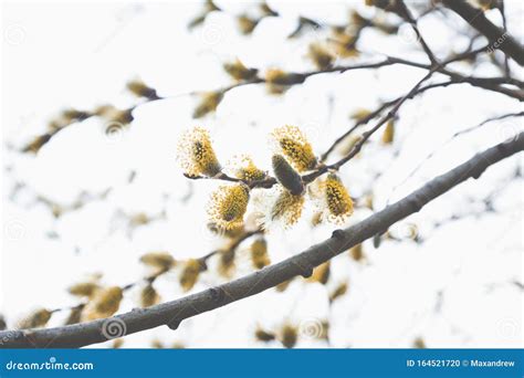 Blooming Willow Branch Beautiful Pussy Willow Flowers Stock Photo Image Of Bloom Shallow