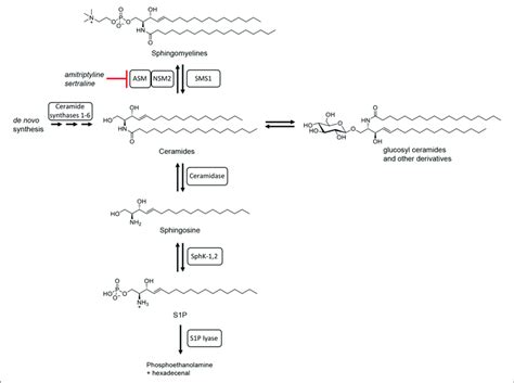 Schematic Summary Of Sphingolipid Metabolism Adapted From Bartke And Download Scientific