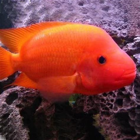 Red Devil Fish at best price in Jaipur by Madhu Fish Paradise | ID ...