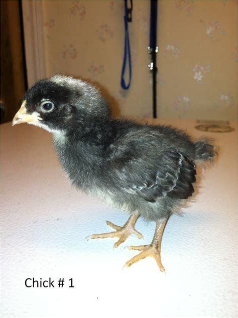 Help Me Sex My Barred Rock Week Old Chicks BackYard Chickens Learn How To Raise Chickens