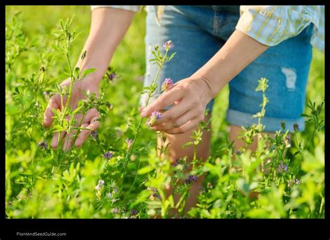 Alfalfa For Deer A Guide To Planting And Harvesting Plant And Seed Guide