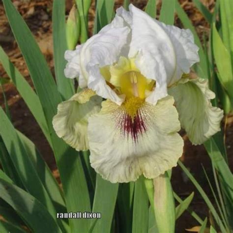 Arilbred Iris Iris Naked Eye In The Irises Database Garden Org