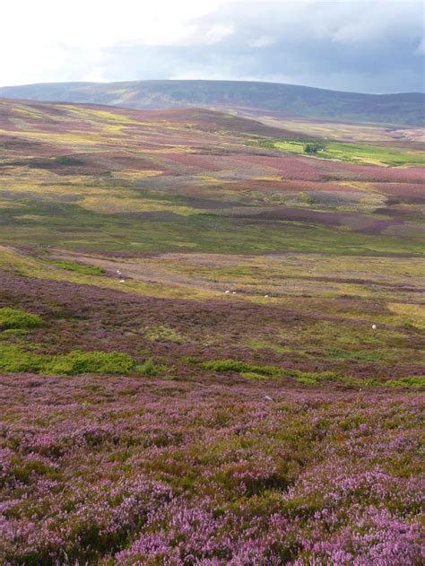 Is 75 Of The World’s Heather Moorland In The Uk What The Science Says