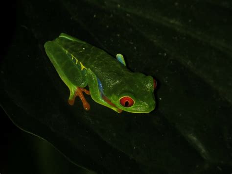 Red Eyed Tree Frog From Kms De Puerto Viejo De Sarapiqui Chilamate