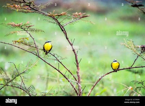 Birds near Arenal Volcano, Alajuela Province, Costa Rica, Central ...