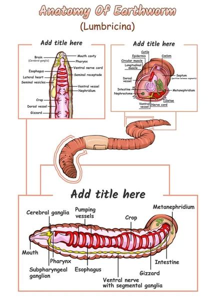 Segmented Worm Anatomy