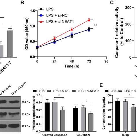 Silencing LncRNA NEAT1 Inhibited LPS Induced Trophoblastic