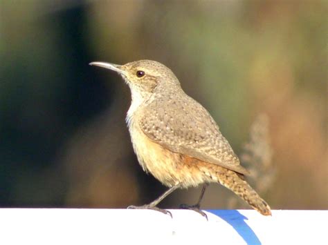 Geotripper S California Birds Bird Of The Day Rock Wren At Turlock Lake