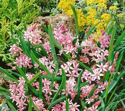 Сцилла двулистная Розеа / Scilla bifolia Rosea - Ландшафтная компания ...