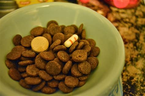 The Dog Geek 10 Ways To Get Pills Into A Dog