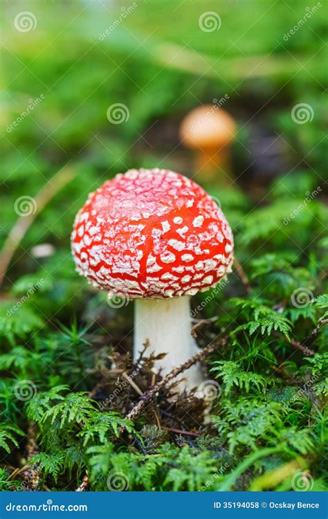 poisonous mushroom stock photo image  closeup background