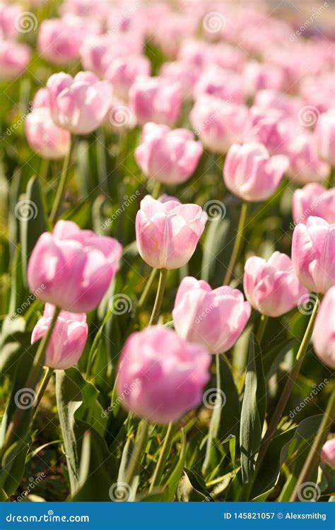 Beautiful Pink Tulips In The Spring Time Stock Image Image Of Outdoor