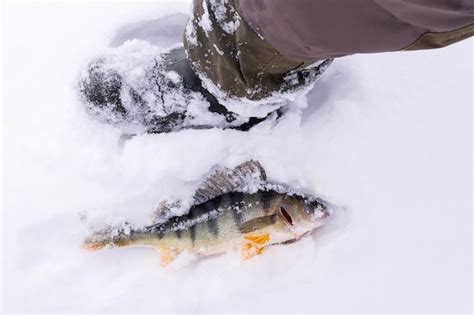 Premium Photo Caught Fish Common Perch European Perch Lies On The Ice