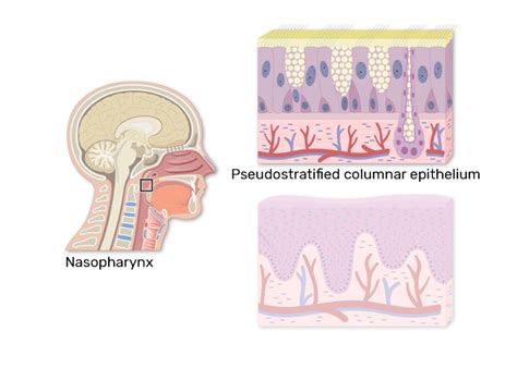 Pharynx Histology - Epithelial Lining of the Pharynx | GetBodySmart