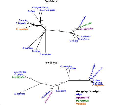 Unrooted Phylogenetic Relationship Based On Raxml Trees From