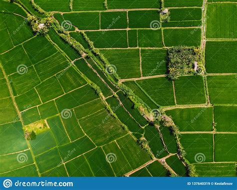 Aerial View Of Green Rice Fields Nature In Bali Island Stock Image