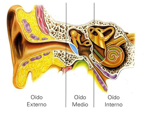 Anatomía del Oído | Gabinete Internacional Auditivo