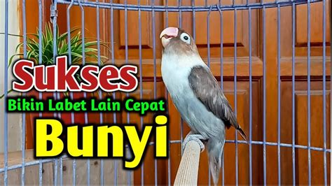 SUARA BURUNG LOVEBIRD NGEKEK PANJANG PANCINGAN LOVEBIRD AMPUH SUKSES